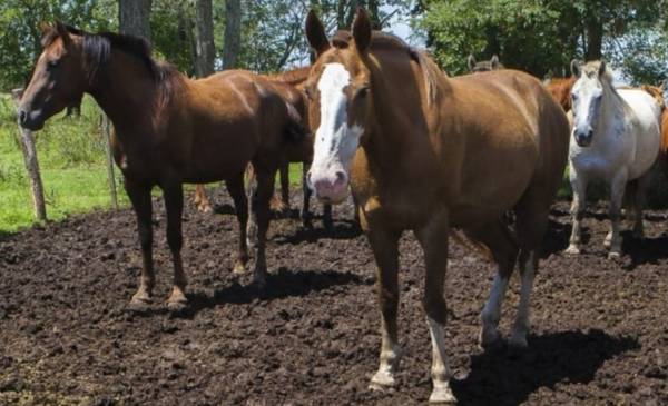 Western Equine Encephalitis: What Is the Risk to Humans Amid Argentina’s Recent Outbreak?
