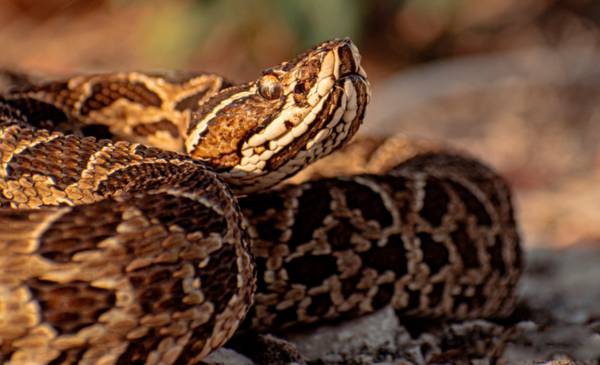 Myths and truths about snakes in the Serrana region