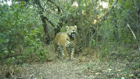 In Argentina there are less than 250 jaguars left and, despite legal protection, almost all cases of illegal hunting or trafficking are filed.