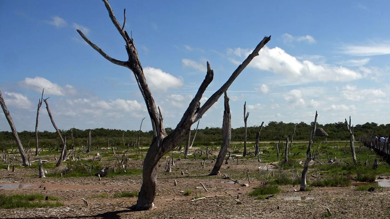 Strategies in the critical phase of drought and heat in Yucatán