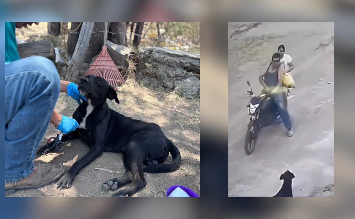 Justice for the dog Bubu in El Salto marks a precedent in Jalisco