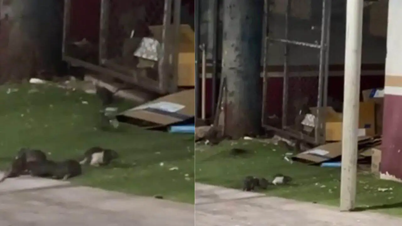 Report of rats in ISSSTE Culiacán: Urgent deratization protocols are required