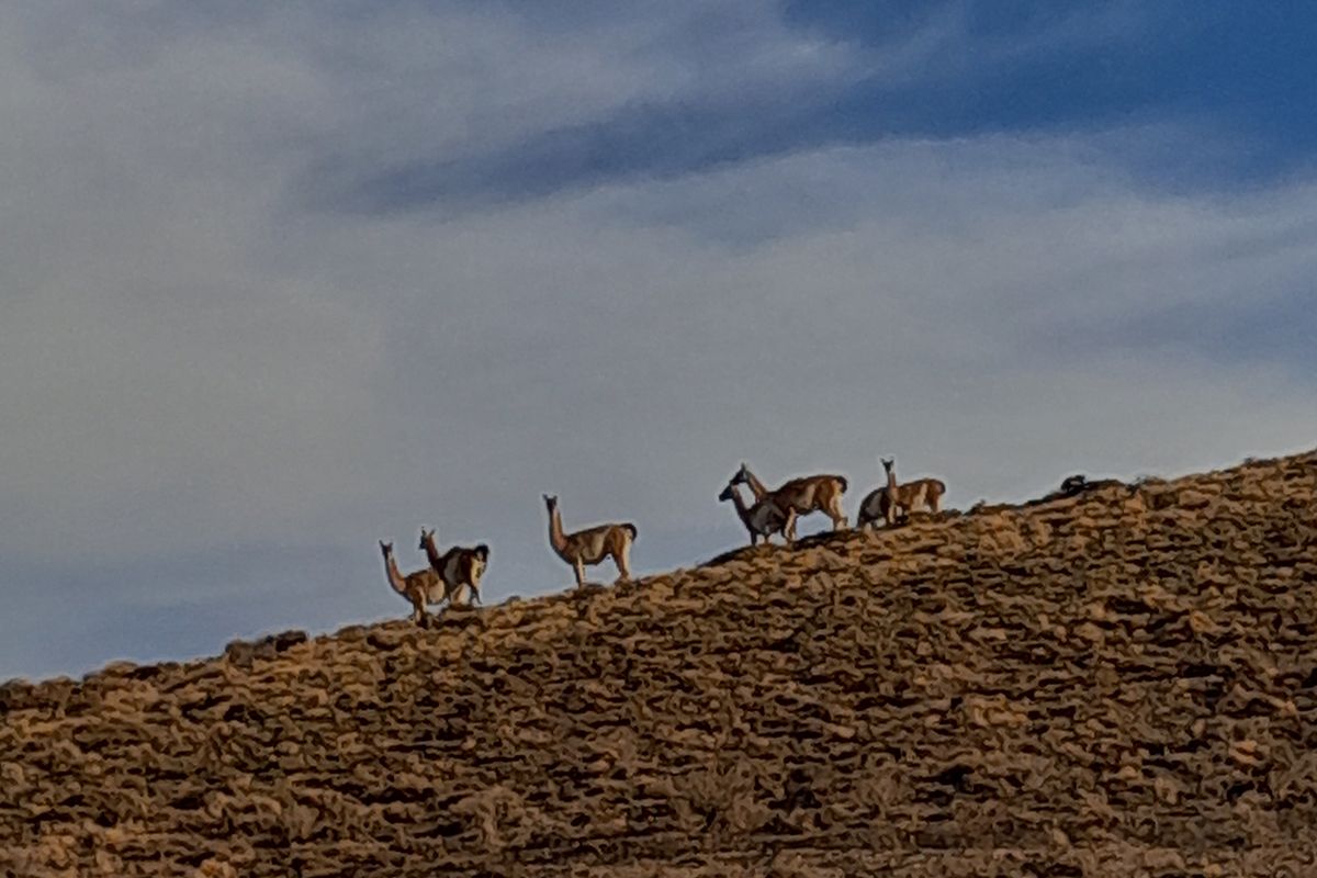 Guanaco, a food offer that is gaining ground due to history, variety and price